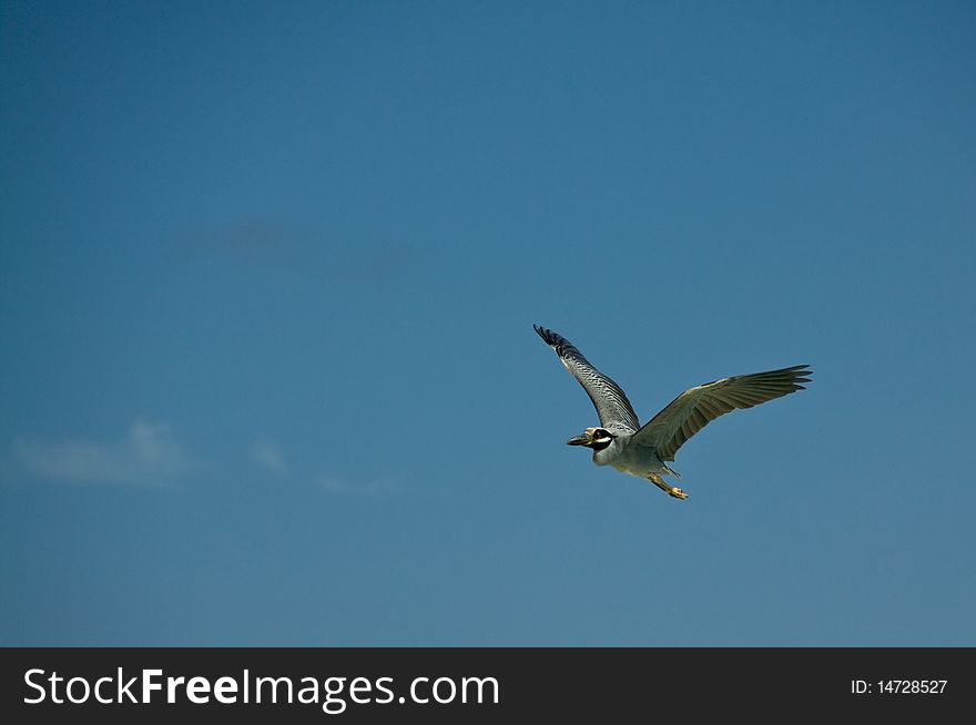 Black heron flying with the blue sky as background. Space for text. Black heron flying with the blue sky as background. Space for text.