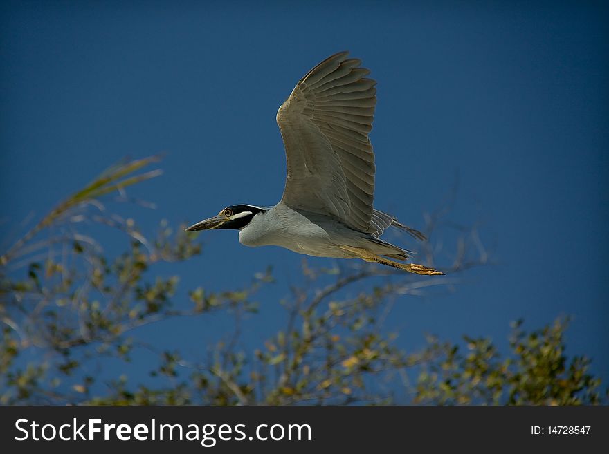 Black Heron Flying