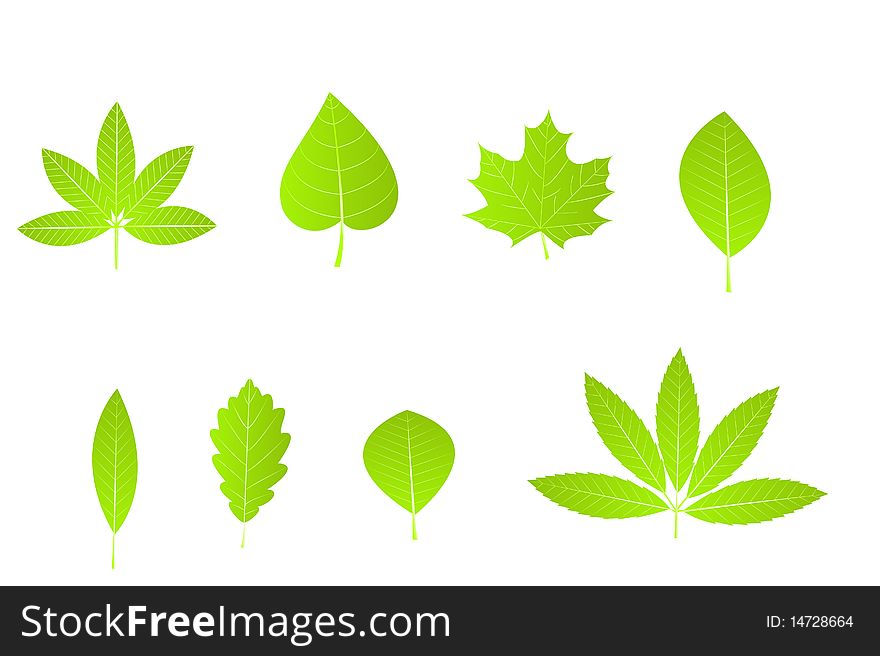 Set of green leaves isolated over white background. Vector Illustration