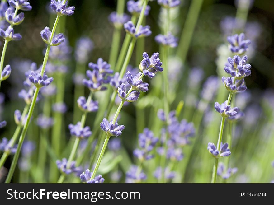 Closeup of a lavender bush in bloom. Closeup of a lavender bush in bloom.