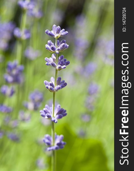 Closeup of a lavender bush in bloom. Closeup of a lavender bush in bloom.