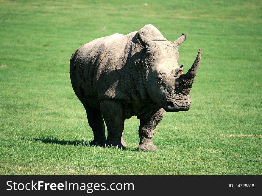 White rhinoceros on the grass
