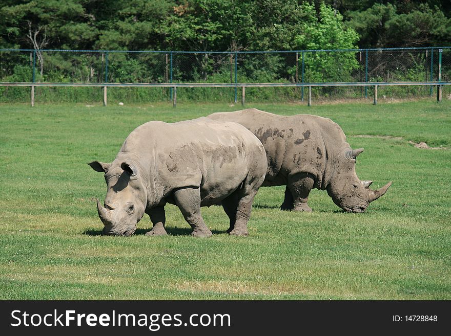 Two rhinoceros pasturing on the grass