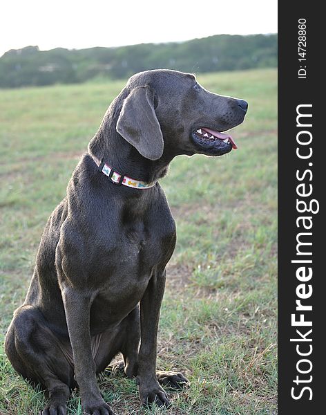 Labrador retriever dog in field