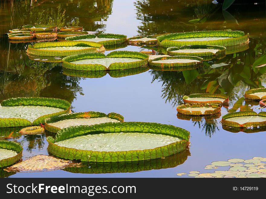 Victoriaã€€amazonica on the water surface