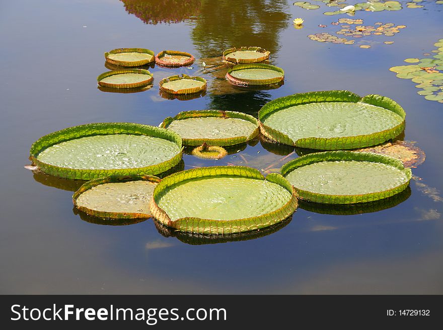 Victoria amazonica on the water surface