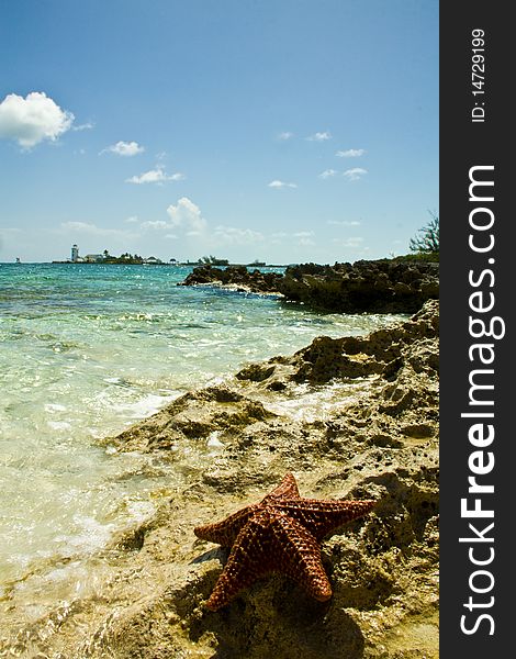 Starfish on the seashore. Photo taken in Nassau bahamas. Starfish on the seashore. Photo taken in Nassau bahamas.