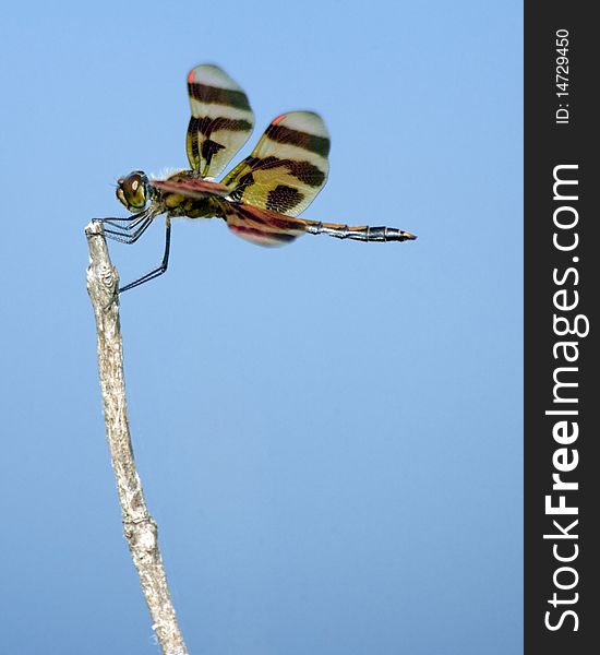 Dragonfly on a twig