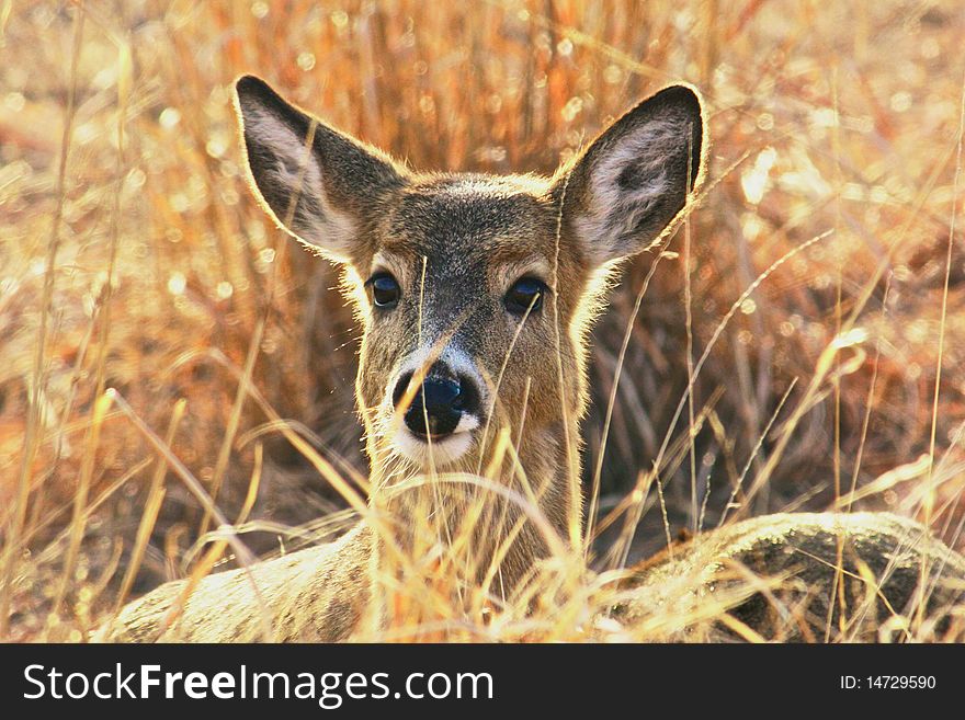 Photo of a fawn in the winter. Photo of a fawn in the winter