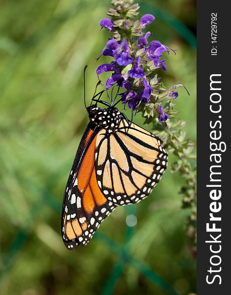 Macro shot of a Monarch butterfly clinging to purple flowers. Macro shot of a Monarch butterfly clinging to purple flowers.