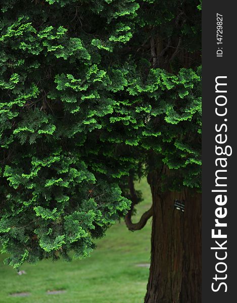 The ruffled fanlike edges of the false cypress form a graceful green arc around the peeling strips of the tree's brown bark in the background. This example of the tree, also sometimes called a white cedar, is cultivated and labelled in the controlled landscape of a peaceful botanical garden.