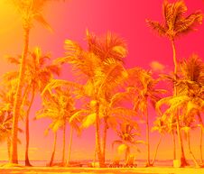 Rich And Colourful Landscape. Beach Holiday. Palm Trees Against The Sky. The Sunbeds On The Sand Royalty Free Stock Photos Rich And Colourful Landscape. Beach Holiday. Palm Trees Against The Sky. The Sunbeds On The Sand Royalty Free Stock Photos