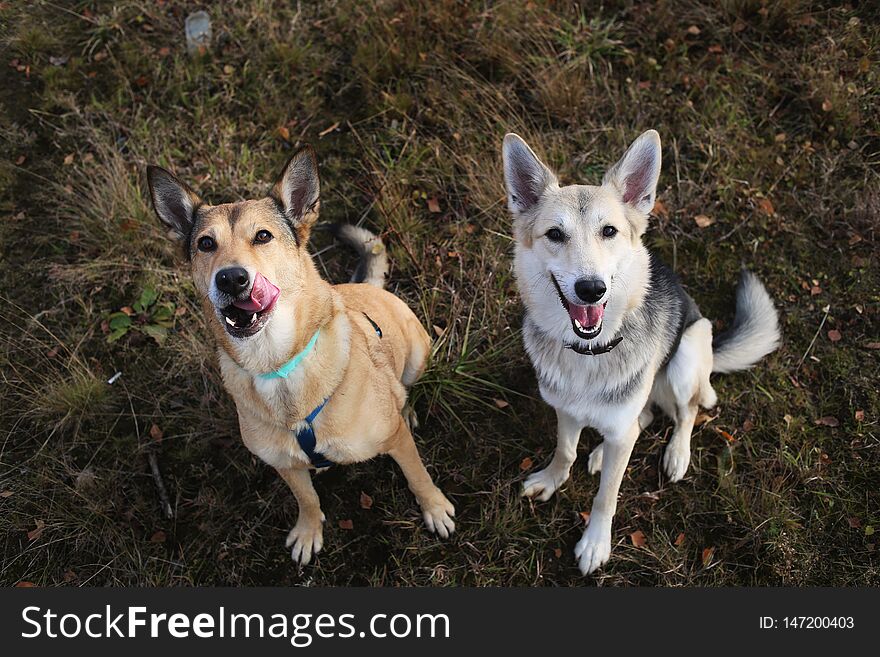 Two dogs at husky and red mongrel dog sitting on a green meadow looking at camera