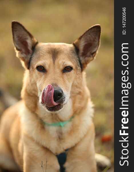 Portrait of a red mongrel dog lying in a filed looking at camera. Yellow, green, grass and background. The dog licks his lips. Tongue out. Portrait of a red mongrel dog lying in a filed looking at camera. Yellow, green, grass and background. The dog licks his lips. Tongue out