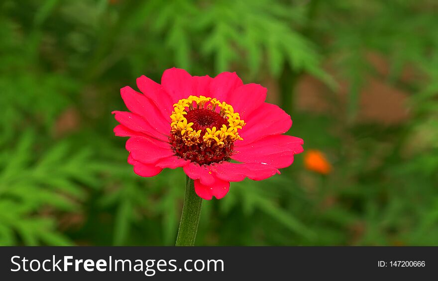 Lovely garden flower of zinnia peruvian