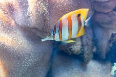 Free Aquarium Egzotic Fish Stock Photo - 147287360