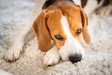 Beagle Dog Lying Down On A Carpet Looking Tired Stock Photos