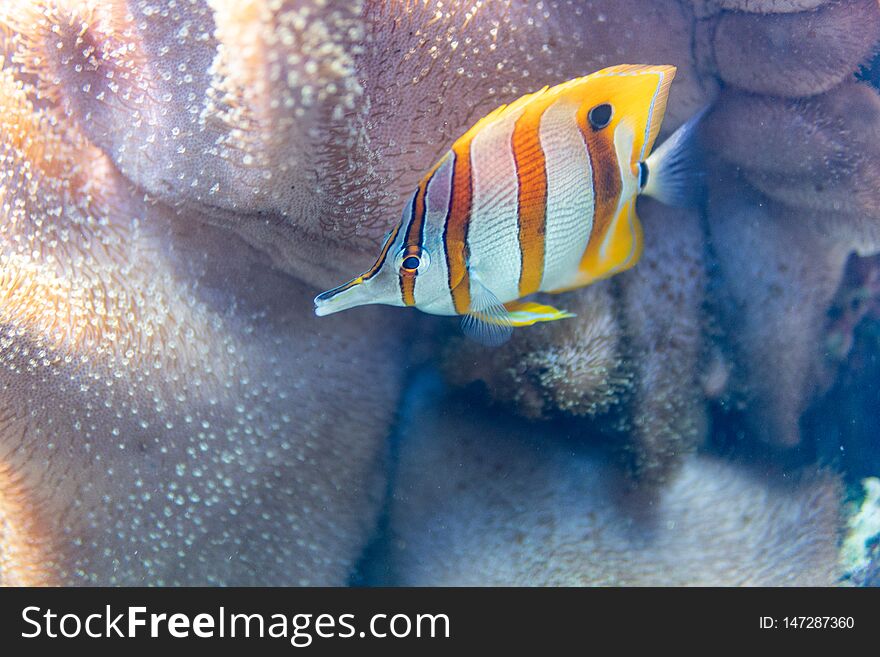 Tropical egzotic fish in the aquarium. Tropical egzotic fish in the aquarium