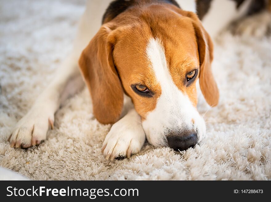 Beagle dog lying down on a carpet looking tired