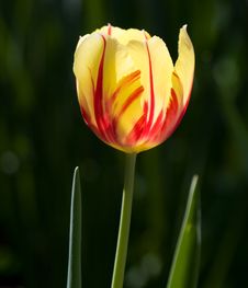 Tulip Royalty Free Stock Images