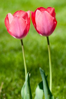 Tulip Stock Photo