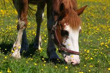 Brown Horse Grazing Royalty Free Stock Image