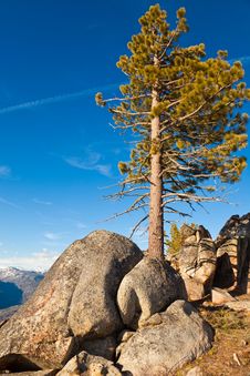 Pine And Boulders Royalty Free Stock Photos