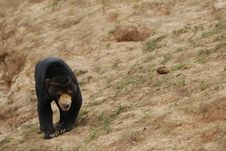 Bear Stock Image Bear Stock Image