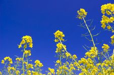Yellow Flowers And Blue Sky. Stock Photography Yellow Flowers And Blue Sky. Stock Photography