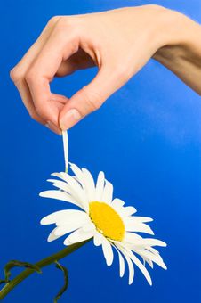Camomile  Tell Fortunes Stock Images