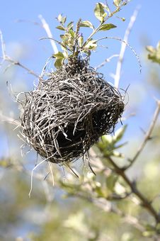 Bird Nest Stock Photo