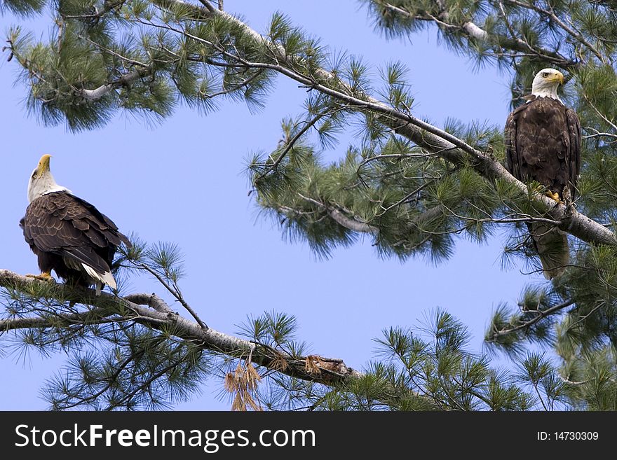 Two American Bald Eagles