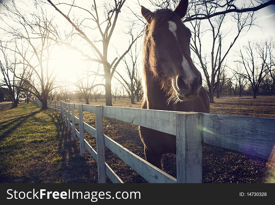horse behind white fence with trees and sunset. horse behind white fence with trees and sunset