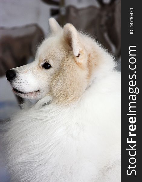 White fluffy dog