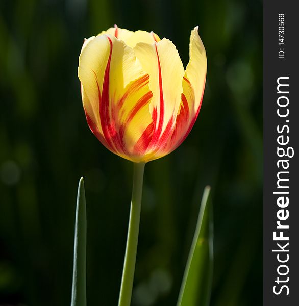 Tulip close up in the field