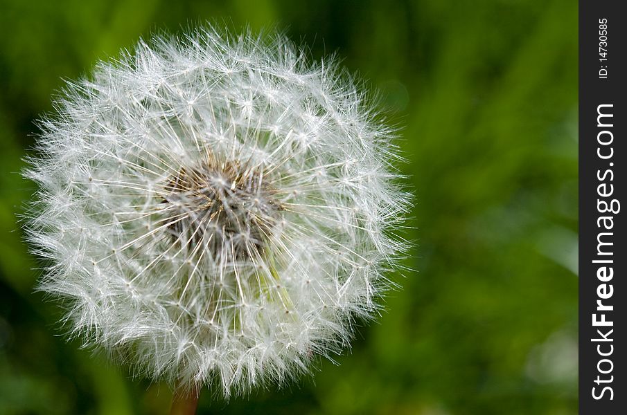 Dandelion close up against grass