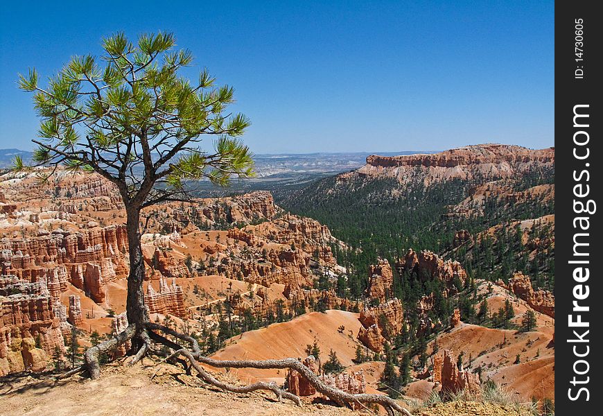 Lone Pine tree along the edge on Bryce Canyon rim trail. Lone Pine tree along the edge on Bryce Canyon rim trail