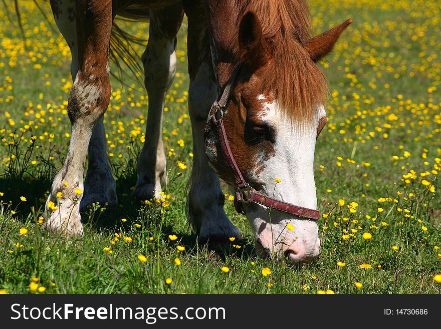 Beautiful brown horse grazing among the flowers