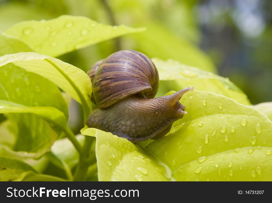 A close up of the snail on leaf
