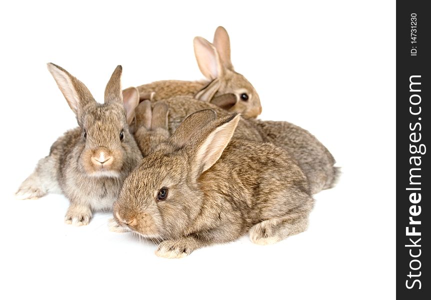 Small grey rabbits on a white background