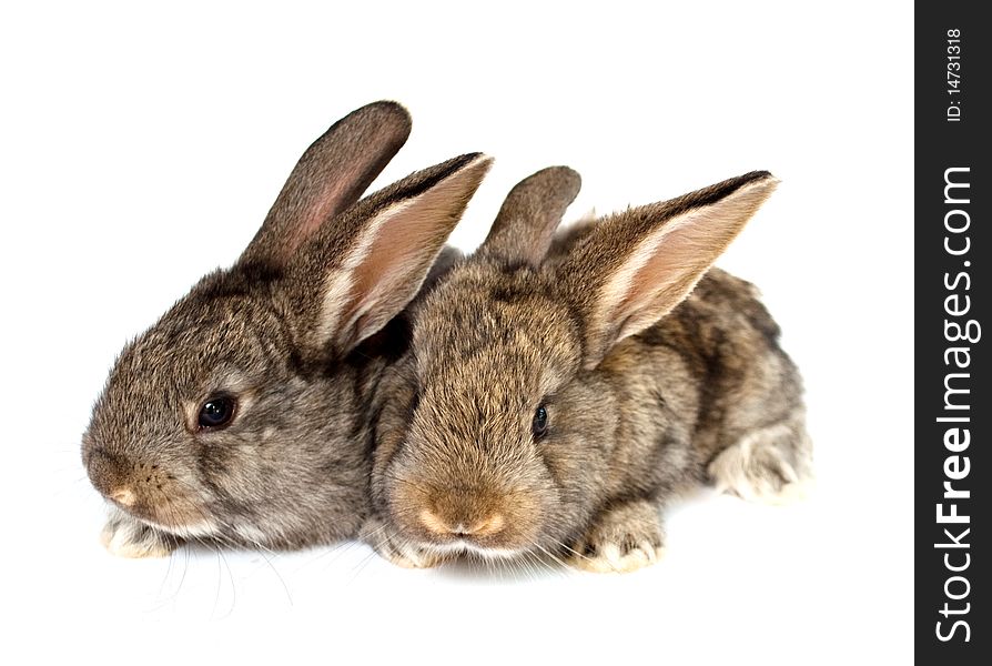 Small grey rabbits on a white background