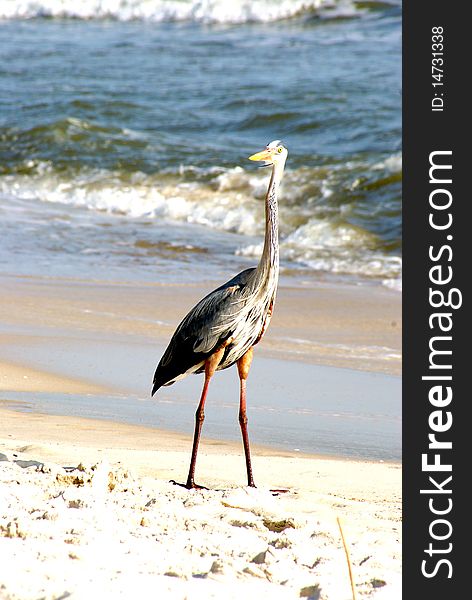 Bird on the beach shoreline
