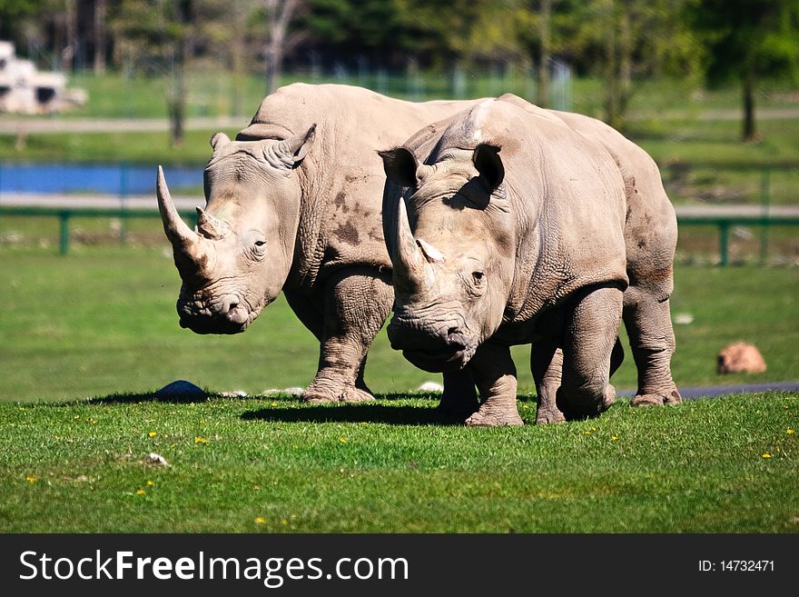 Two White Rhinoceros On The Grass