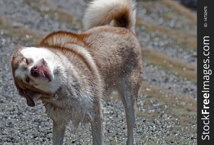 A Siberian Husky winks as he shakes off water after a swim in the river. Taken at a dog park on a hot and sunny day. A Siberian Husky winks as he shakes off water after a swim in the river. Taken at a dog park on a hot and sunny day.