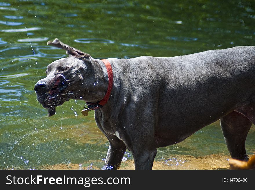 As a gray Great Dane shakes off water, drool goes flying. A funny face is made at a dog park on a summer day. As a gray Great Dane shakes off water, drool goes flying. A funny face is made at a dog park on a summer day.