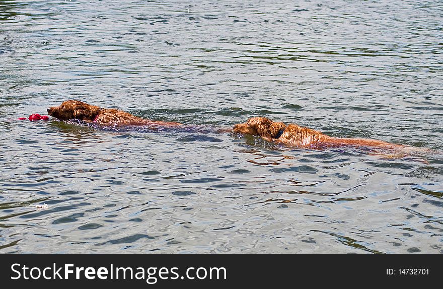 Two Golden Retrievers compete to retrieve a toy thrown in the water. Two Golden Retrievers compete to retrieve a toy thrown in the water.