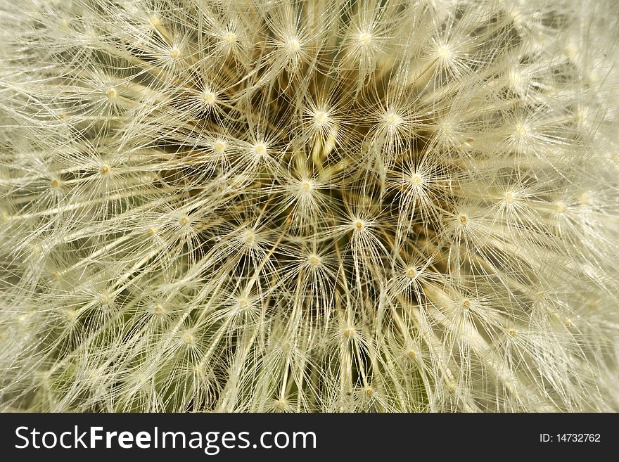 Flower of a dandelion, on a background of the blue sky. Flower of a dandelion, on a background of the blue sky.