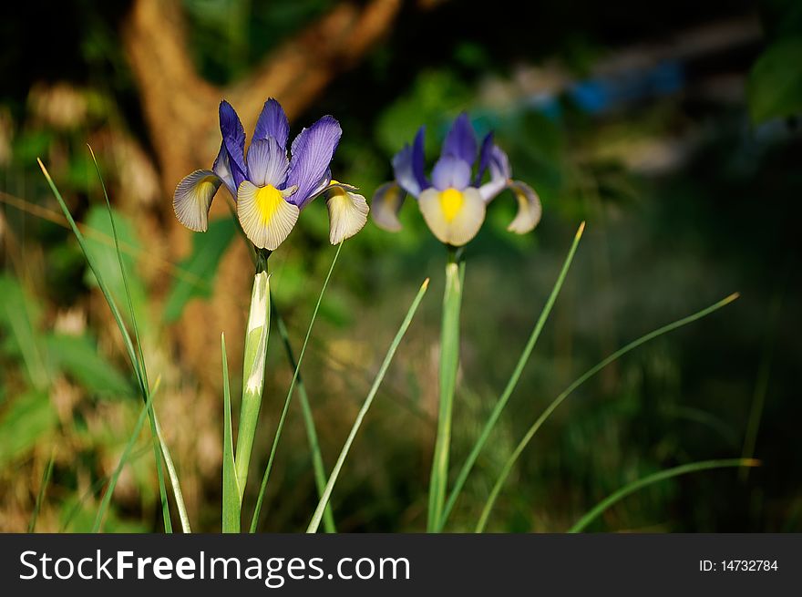 Iris was the symbol of royal house of Bourbons (the despotic rule of which above France and Spain lasted more than 200 years)