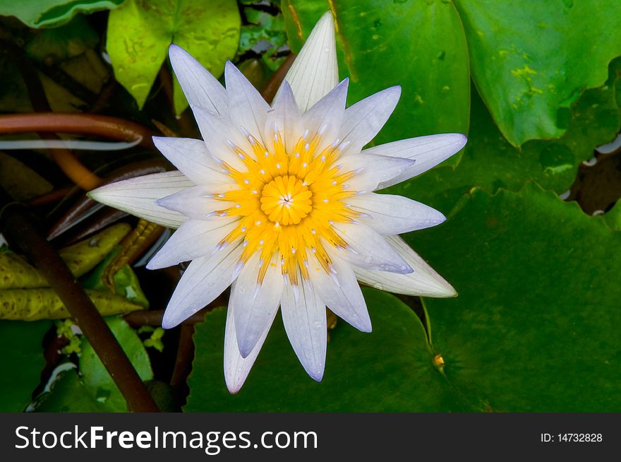 Close-up of a lotus flower