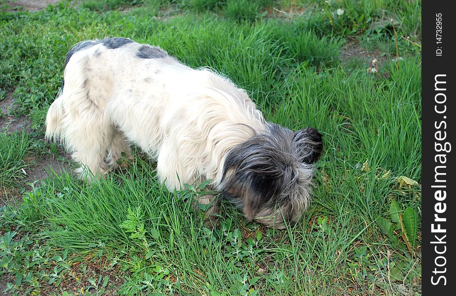 White shaggy stray dog on a green grass